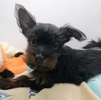 AKC Black and Rust Male, a male Yorkshire Terrier for sale in Silver Spring, MD – 3 of 7