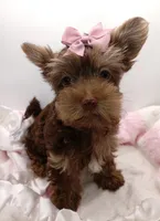 AKC Chocolate and Tan Female, a female Yorkshire Terrier for sale in Silver Spring, MD – 4 of 9