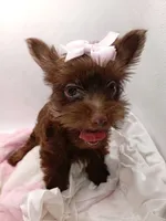AKC Chocolate Yorkie Female, a female Yorkshire Terrier for sale in Silver Spring, MD – 5 of 7