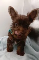 AKC Chocolate and Tan male, a male Yorkshire Terrier for sale in Silver Spring, MD – 9 of 10