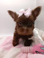 AKC Chocolate Yorkie Female, a female Yorkshire Terrier for sale in Silver Spring, MD – 6 of 7