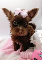 AKC Chocolate Yorkie Female, a female Yorkshire Terrier for sale in Silver Spring, MD – 7 of 7
