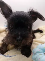 AKC Black and Rust Male, a male Yorkshire Terrier for sale in Silver Spring, MD – 2 of 7
