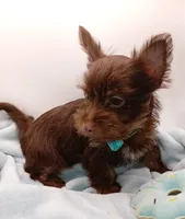 AKC Chocolate and Tan male, a male Yorkshire Terrier for sale in Silver Spring, MD – 3 of 10