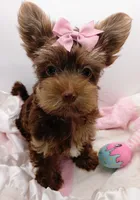 AKC Chocolate and Tan Female, a female Yorkshire Terrier for sale in Silver Spring, MD – 3 of 9