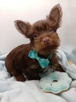 AKC Chocolate and Tan male, a male Yorkshire Terrier for sale in Silver Spring, MD – 5 of 10