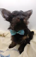 AKC Black and Rust Male, a male Yorkshire Terrier for sale in Silver Spring, MD – 5 of 7