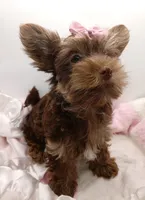 AKC Chocolate and Tan Female, a female Yorkshire Terrier for sale in Silver Spring, MD – 6 of 9