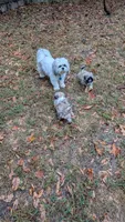 Jerry, a male Pekingese and Shih Tzu for sale in Edwards, MO – 6 of 7