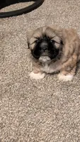 Jerry, a male Pekingese and Shih Tzu for sale in Edwards, MO – 2 of 7