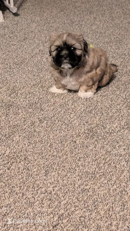 Jerry – Pekingese, Shih Tzu puppy for sale in Edwards, MO