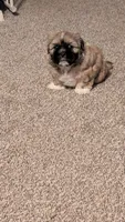 Jerry, a male Pekingese and Shih Tzu for sale in Edwards, MO – 1 of 7