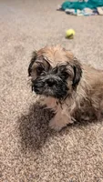 Jerry, a male Pekingese and Shih Tzu for sale in Edwards, MO – 5 of 7