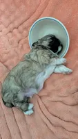 Jerry, a male Pekingese and Shih Tzu for sale in Edwards, MO – 7 of 7