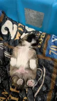 Jerry, a male Pekingese and Shih Tzu for sale in Edwards, MO – 3 of 7