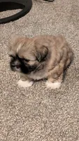 Jerry, a male Pekingese and Shih Tzu for sale in Edwards, MO – 4 of 7