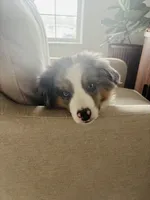 Doug, a male Miniature Australian Shepherd for sale in Idaho Falls, ID – 7 of 8