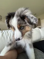 Doug, a male Miniature Australian Shepherd for sale in Idaho Falls, ID – 5 of 8
