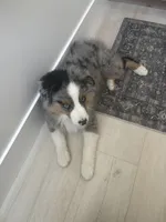 Doug, a male Miniature Australian Shepherd for sale in Idaho Falls, ID – 8 of 8