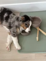 Doug, a male Miniature Australian Shepherd for sale in Idaho Falls, ID – 4 of 8