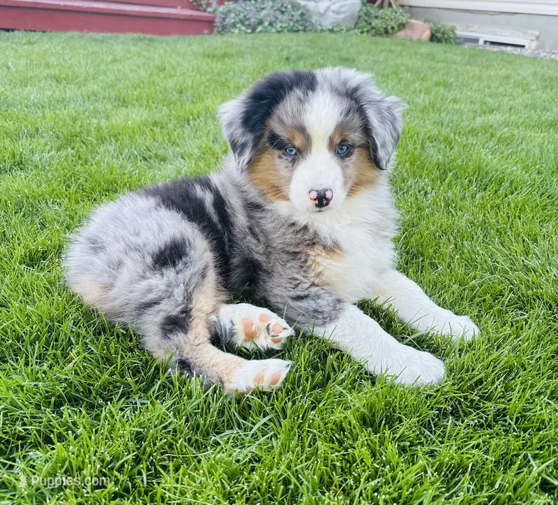 Doug – Miniature Australian Shepherd puppy for sale in Idaho Falls, ID