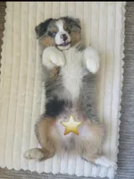 Doug, a male Miniature Australian Shepherd for sale in Idaho Falls, ID – 2 of 8