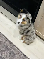 Doug, a male Miniature Australian Shepherd for sale in Idaho Falls, ID – 6 of 8