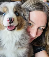 Doug, a male Miniature Australian Shepherd for sale in Idaho Falls, ID – 3 of 8