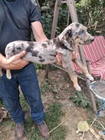 Marge, a female Catahoula Leopard Dog for sale in Mason, MI – 3 of 4