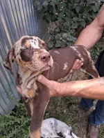Juniper, a female Catahoula Leopard Dog for sale in Mason, MI – 3 of 5