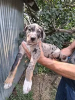 Honey, a female Catahoula Leopard Dog for sale in Mason, MI – 3 of 4