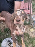 Juniper, a female Catahoula Leopard Dog for sale in Mason, MI – 5 of 5