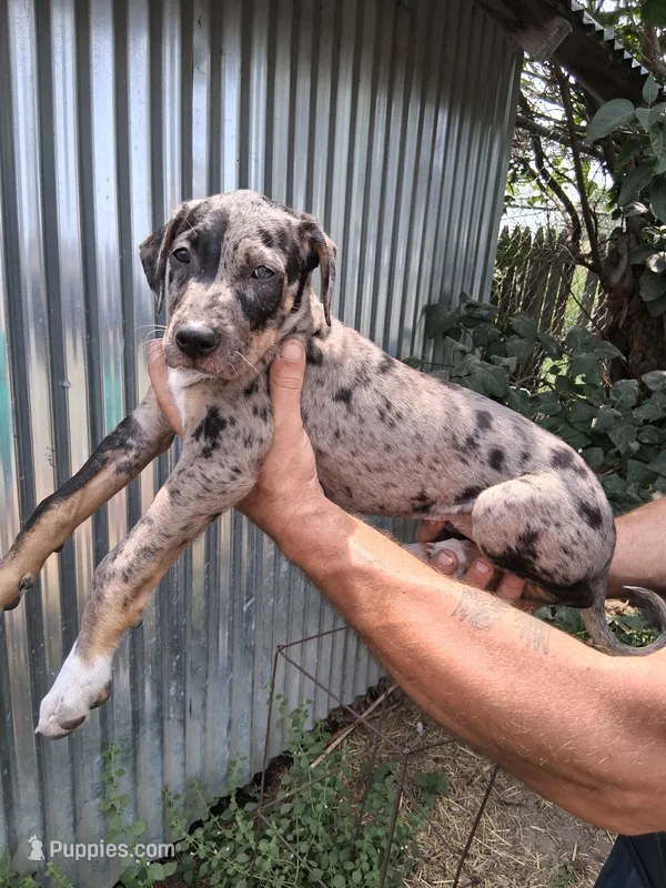 Honey – Catahoula Leopard Dog puppy for sale in Mason, MI