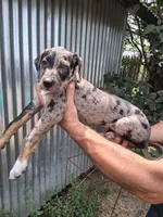 Honey, a female Catahoula Leopard Dog for sale in Mason, MI – 1 of 4