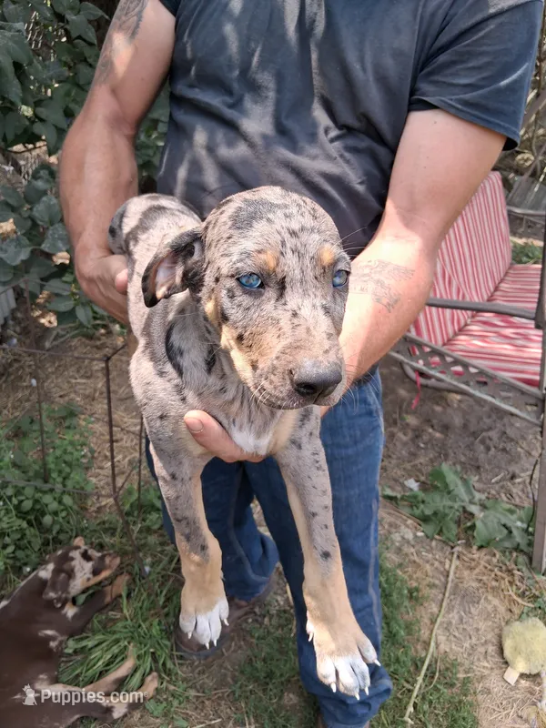 Marge – Catahoula Leopard Dog puppy on hold in Mason, MI