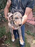 Marge, a female Catahoula Leopard Dog for sale in Mason, MI – 1 of 4