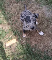 Honey, a female Catahoula Leopard Dog for sale in Mason, MI – 4 of 4