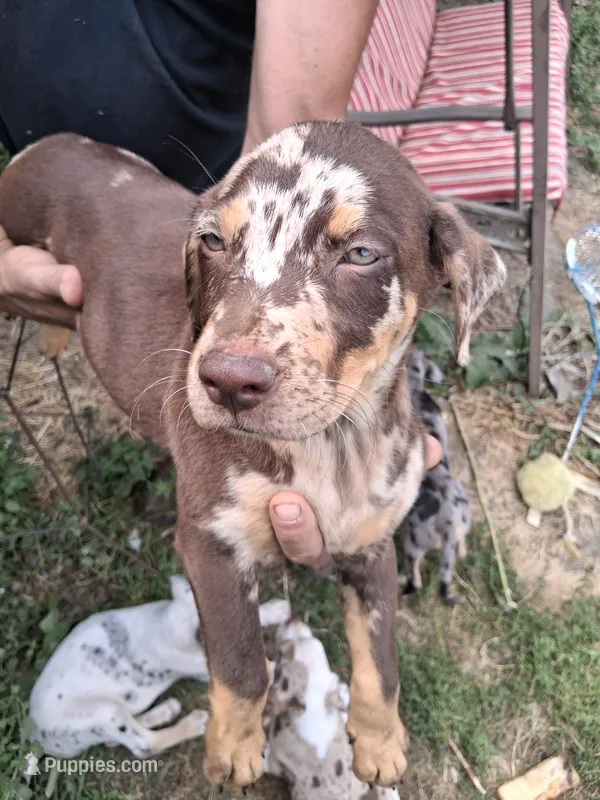 Juniper – Catahoula Leopard Dog puppy on hold in Mason, MI