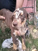 Juniper, a female Catahoula Leopard Dog for sale in Mason, MI – 1 of 5