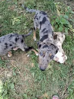 Marge, a female Catahoula Leopard Dog for sale in Mason, MI – 4 of 4