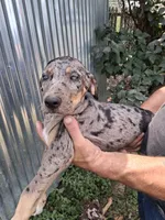 Marge, a female Catahoula Leopard Dog for sale in Mason, MI – 2 of 4
