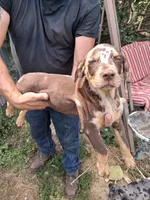 Juniper, a female Catahoula Leopard Dog for sale in Mason, MI – 4 of 5