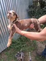 Juniper, a female Catahoula Leopard Dog for sale in Mason, MI – 2 of 5