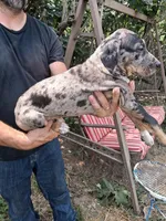 Honey, a female Catahoula Leopard Dog for sale in Mason, MI – 2 of 4