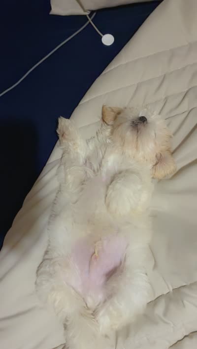 Bear, a male Maltese for sale in Youngstown, OH – 3 of 3