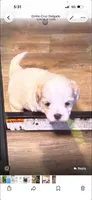 Bear, a male Maltese for sale in Youngstown, OH – 2 of 3