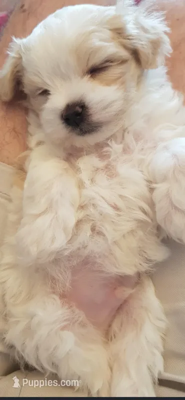 Bear – Maltese puppy for sale in Youngstown, OH