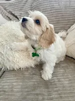 BOOMER, a male Cavachon for sale in Tucson, AZ – 4 of 10