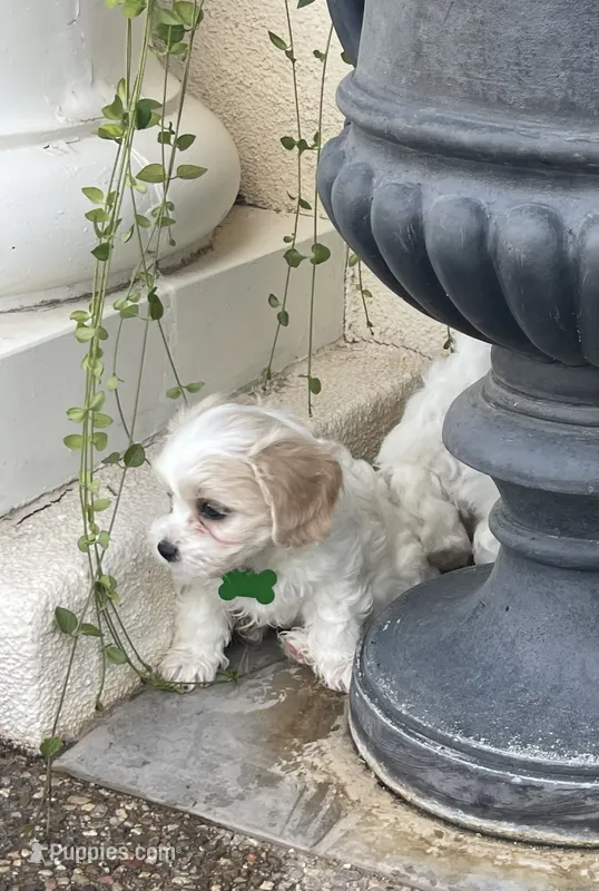 BOOMER – Cavachon puppy for sale in Tucson, AZ