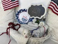 GLORY, a female Cavachon for sale in Tucson, AZ – 1 of 10